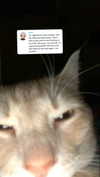 xxxtinacarmella Altpins Profile Picture