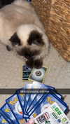 xxxtinacarmella Altpins Profile Picture