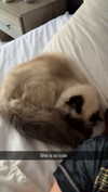 xxxtinacarmella Altpins Profile Picture