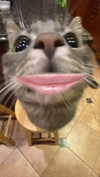 xxxtinacarmella Altpins Profile Picture