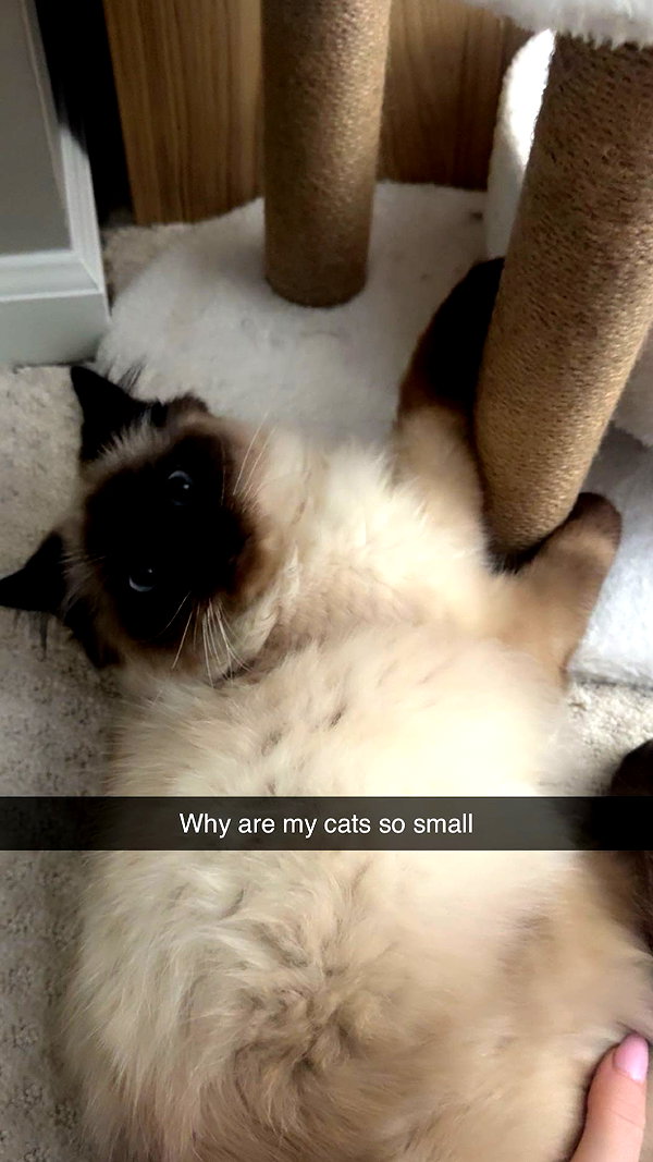 xxxtinacarmella snapchat image archive image
