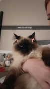 xxxtinacarmella Altpins Profile Picture