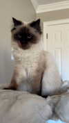 xxxtinacarmella Altpins Profile Picture