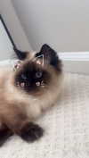 xxxtinacarmella Altpins Profile Picture