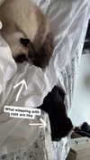 xxxtinacarmella Altpins Profile Picture
