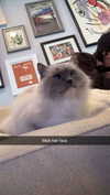xxxtinacarmella Altpins Profile Picture