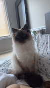 xxxtinacarmella Altpins Profile Picture