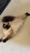 xxxtinacarmella Altpins Profile Picture