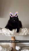 xxxtinacarmella Altpins Profile Picture
