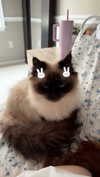 xxxtinacarmella Altpins Profile Picture