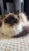 xxxtinacarmella Altpins Profile Picture