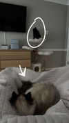 xxxtinacarmella Altpins Profile Picture