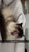xxxtinacarmella Altpins Profile Picture