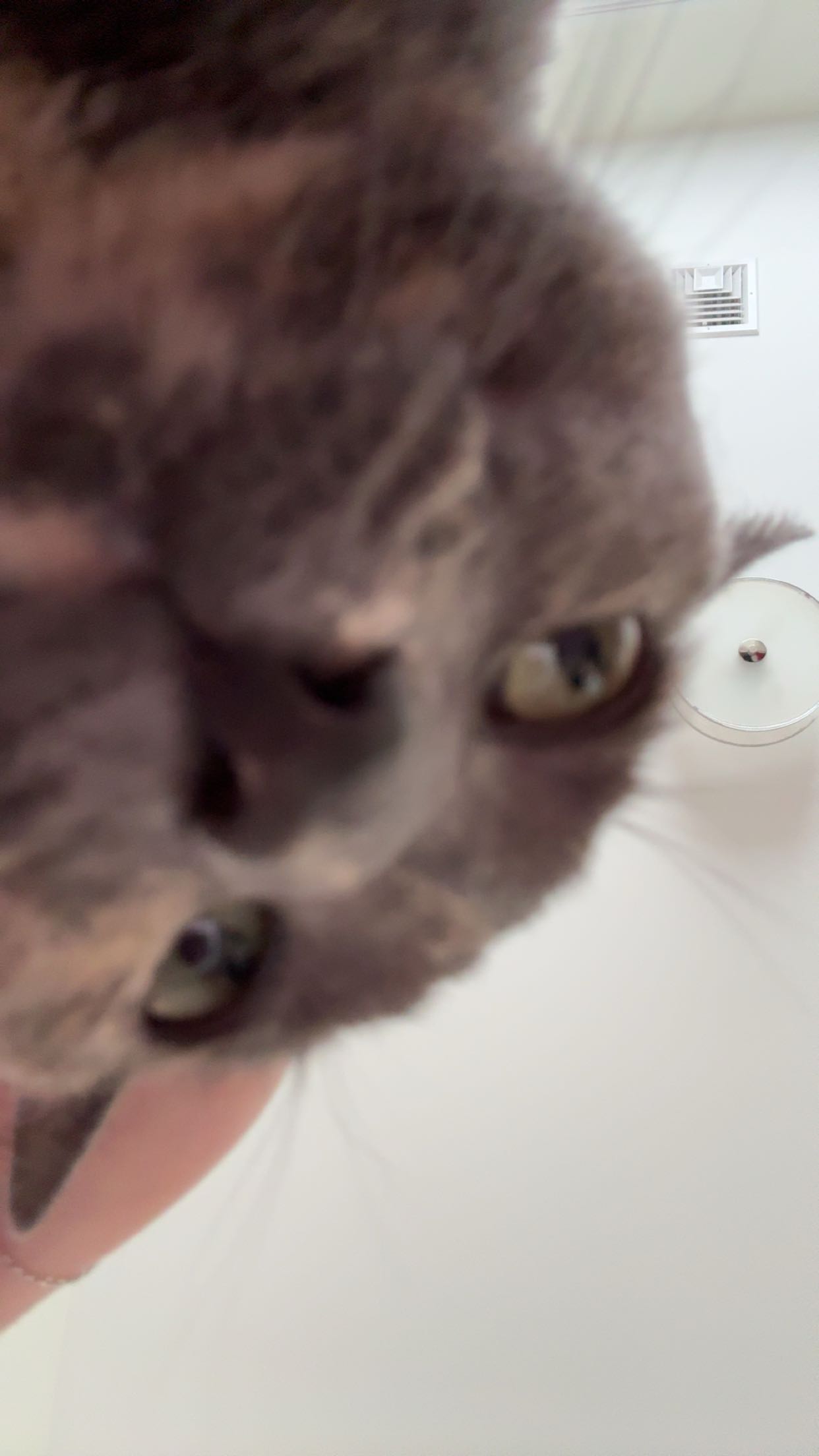 xxxtinacarmella snapchat image archive image