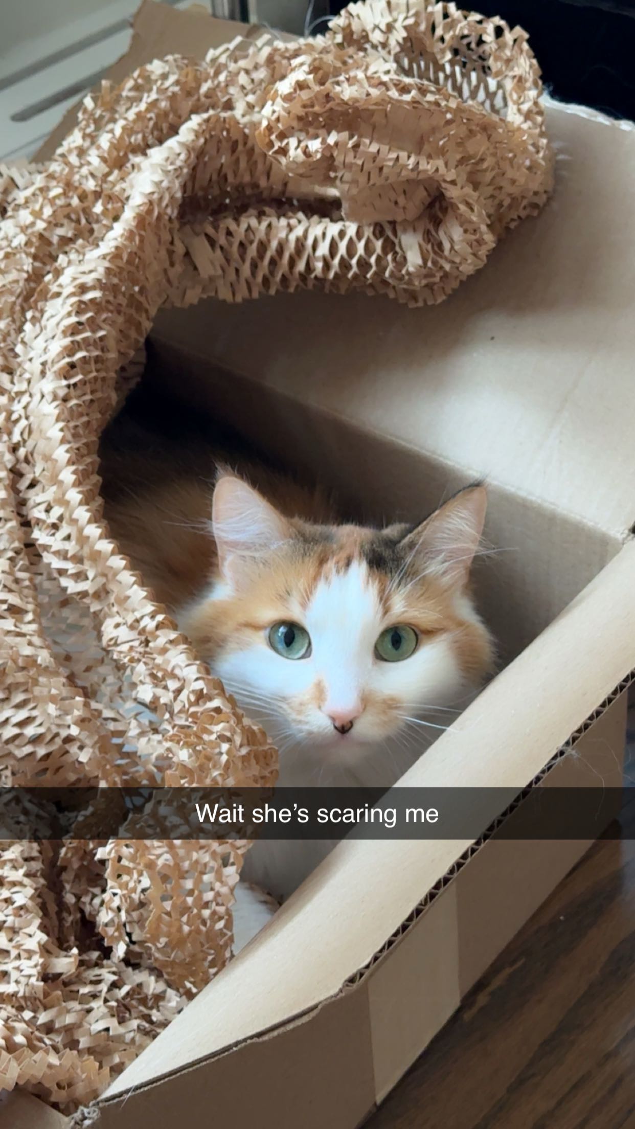 xxxtinacarmella snapchat image archive image