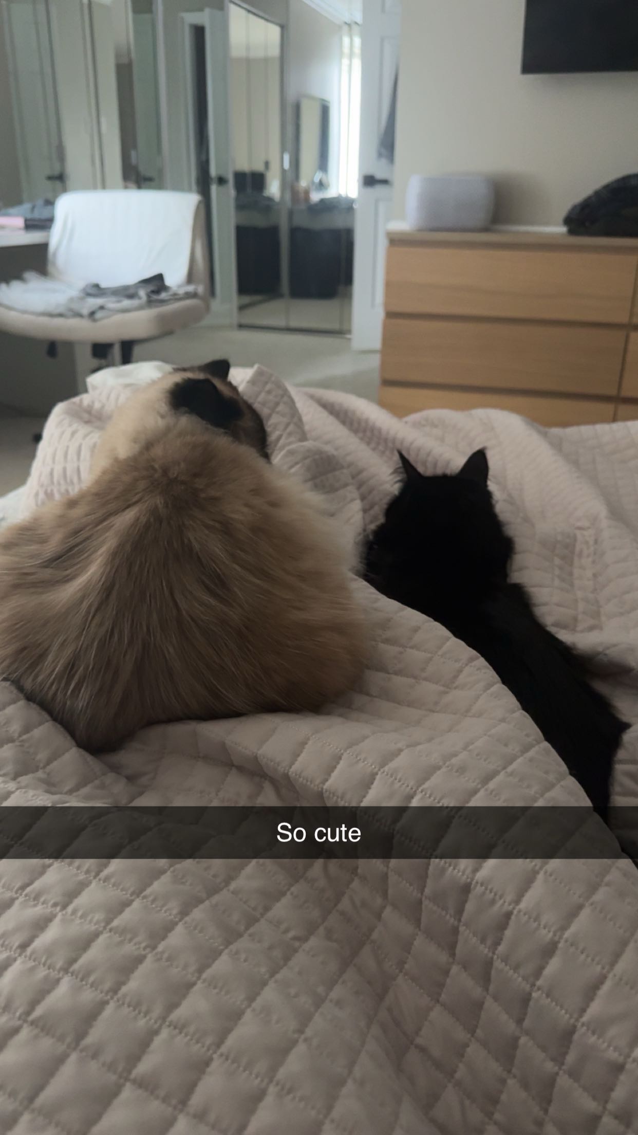 xxxtinacarmella snapchat image archive image