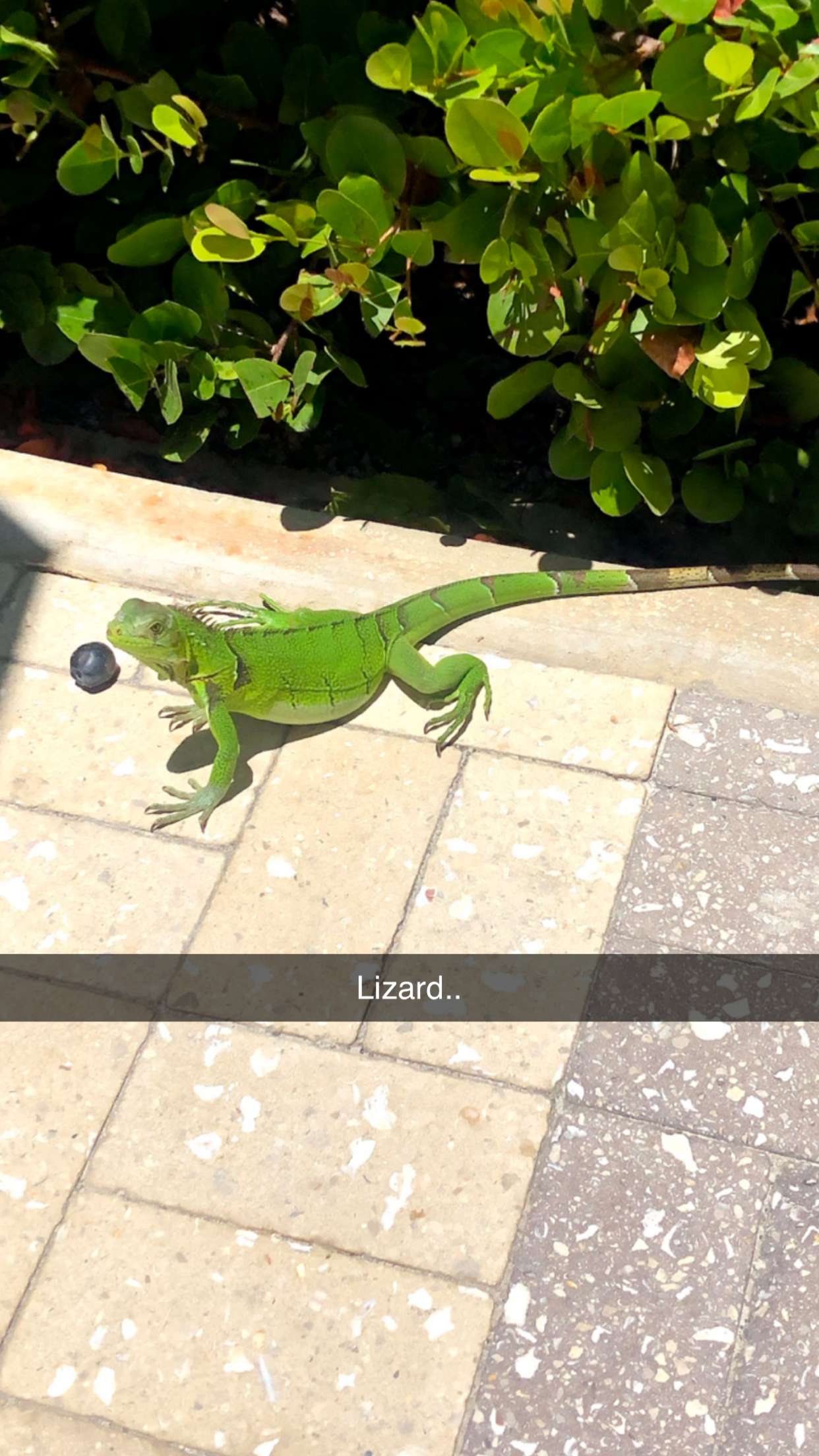 xxxtinacarmella snapchat image archive image