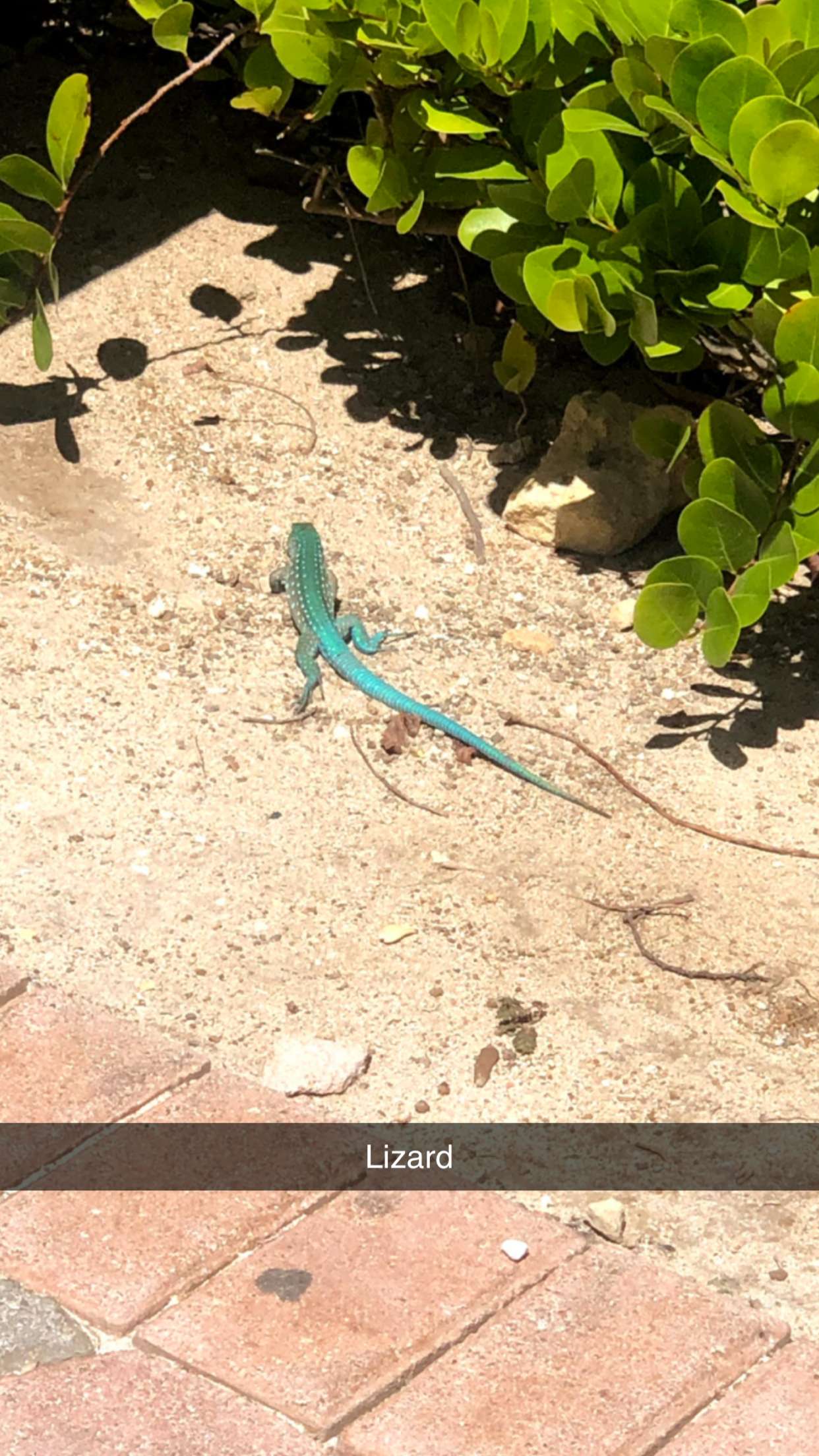 xxxtinacarmella snapchat image archive image