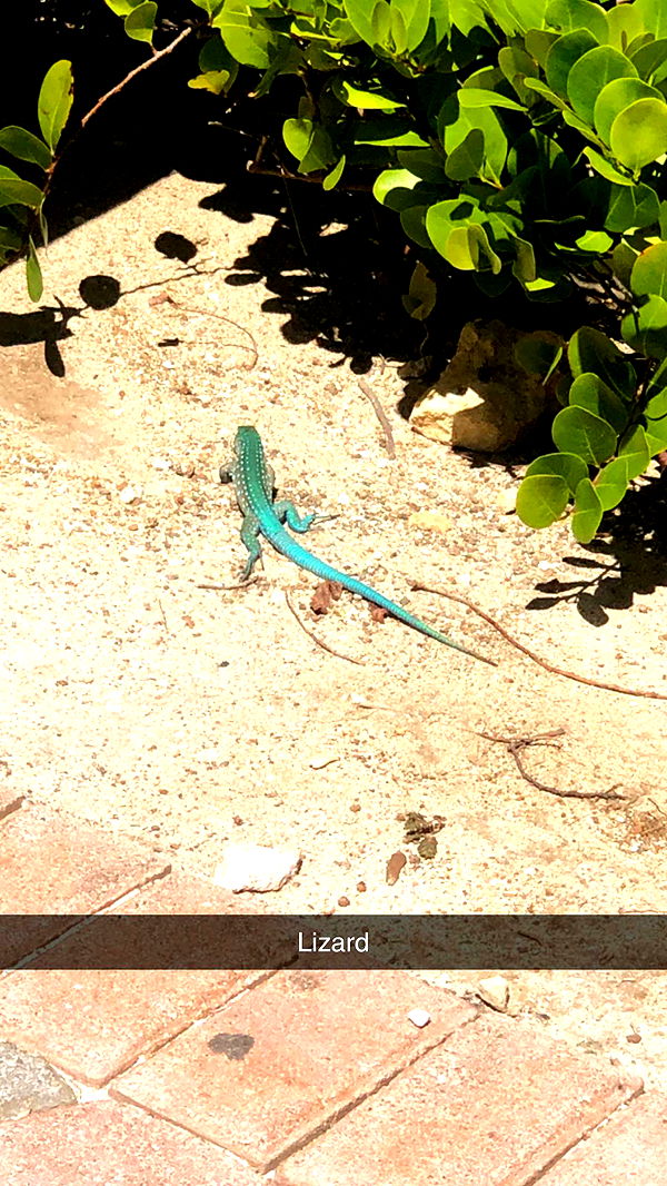 xxxtinacarmella image ~ Altpins