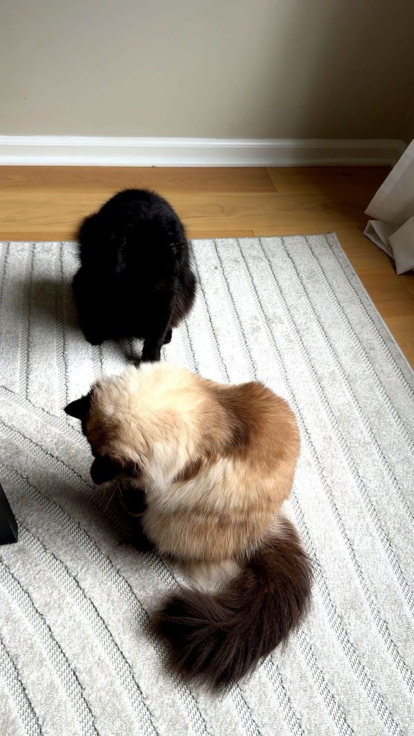 xxxtinacarmella image ~ Altpins