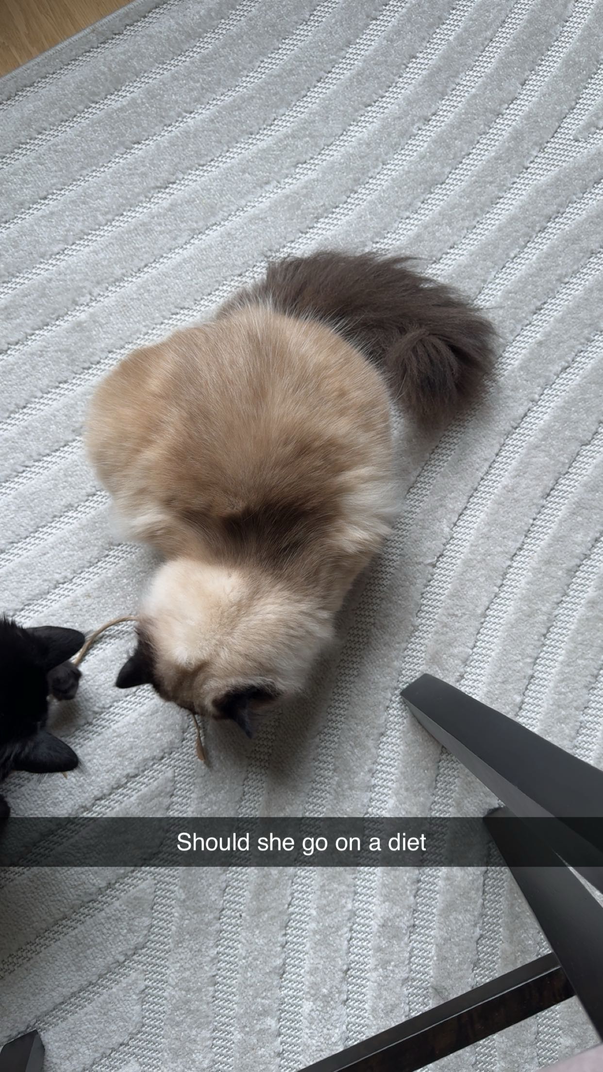 xxxtinacarmella snapchat image archive image