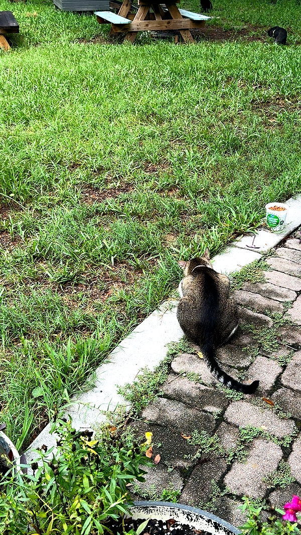 xxxtinacarmella image ~ Altpins