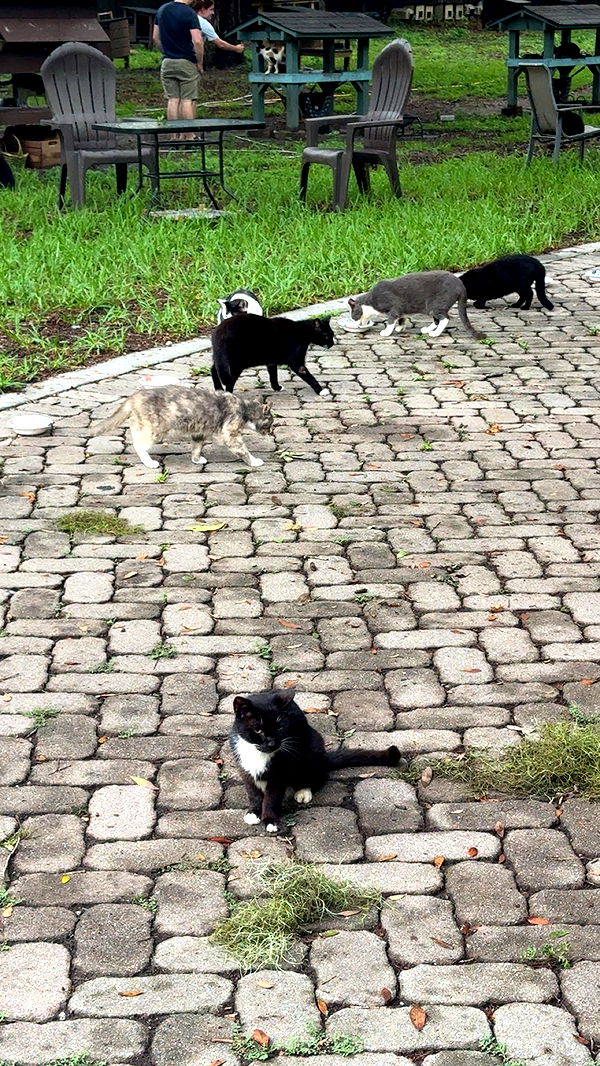 xxxtinacarmella image ~ Altpins