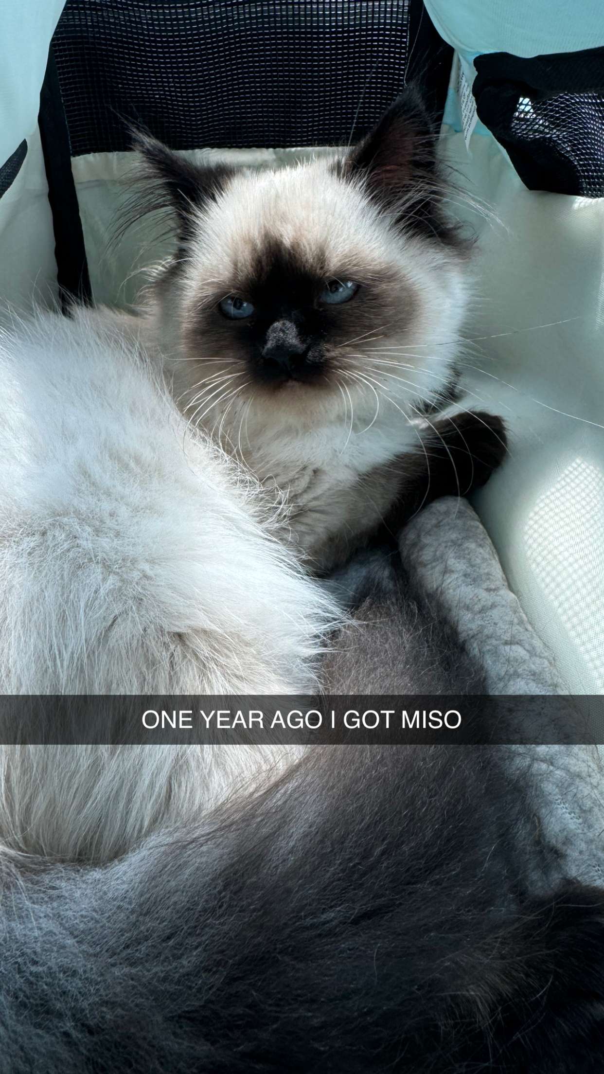 xxxtinacarmella snapchat image archive image