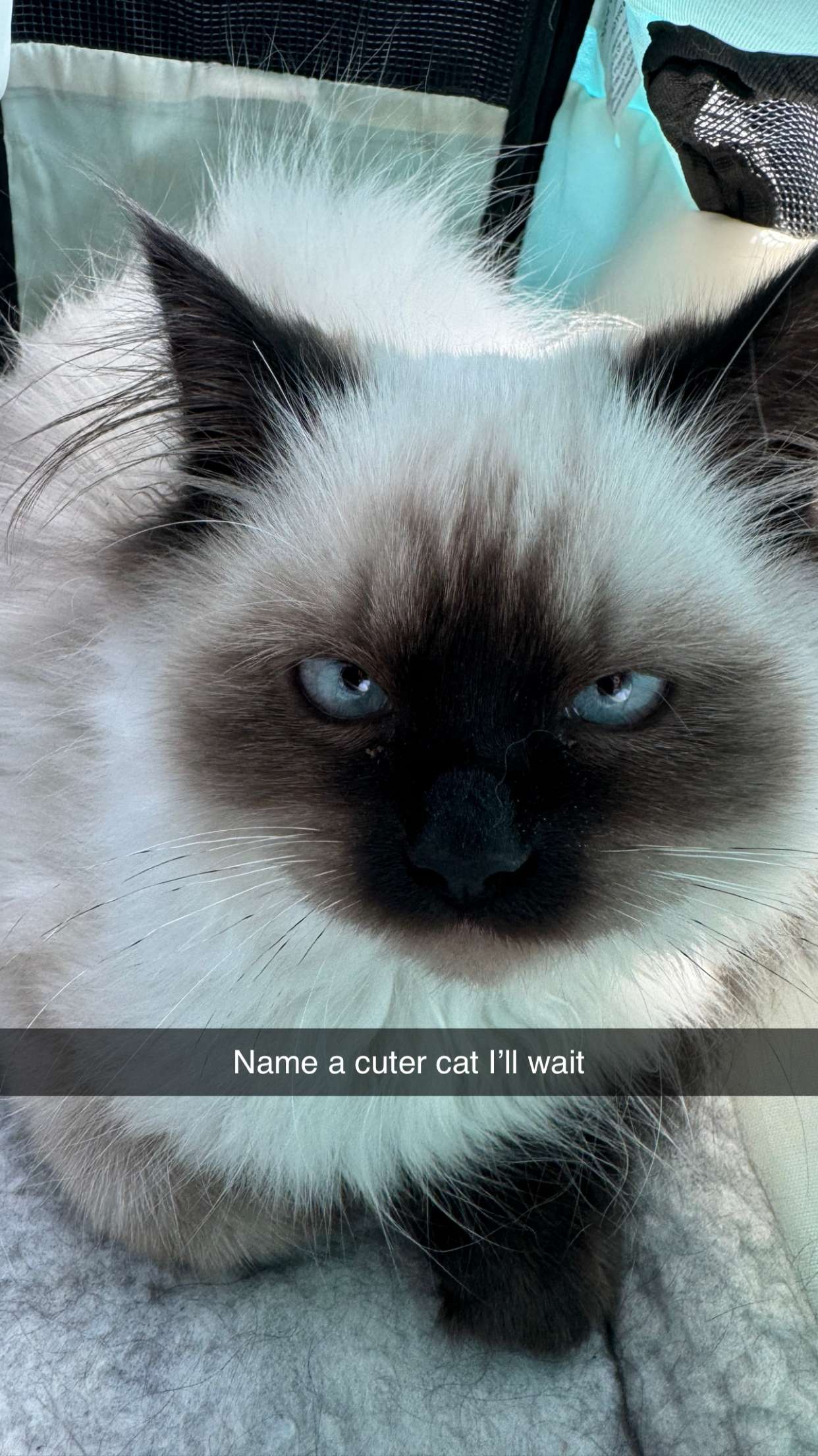 xxxtinacarmella snapchat image archive image