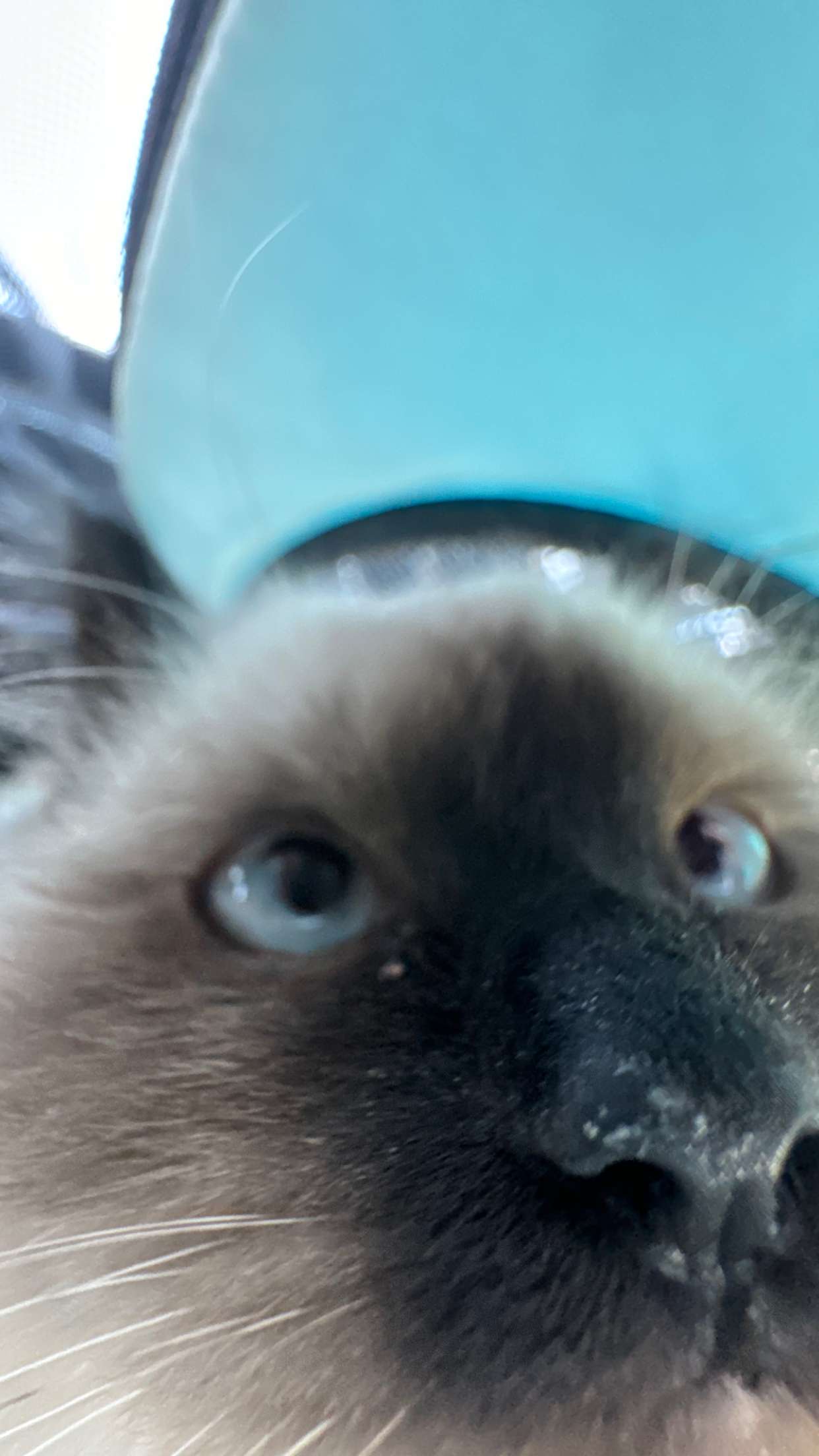 xxxtinacarmella snapchat image archive image