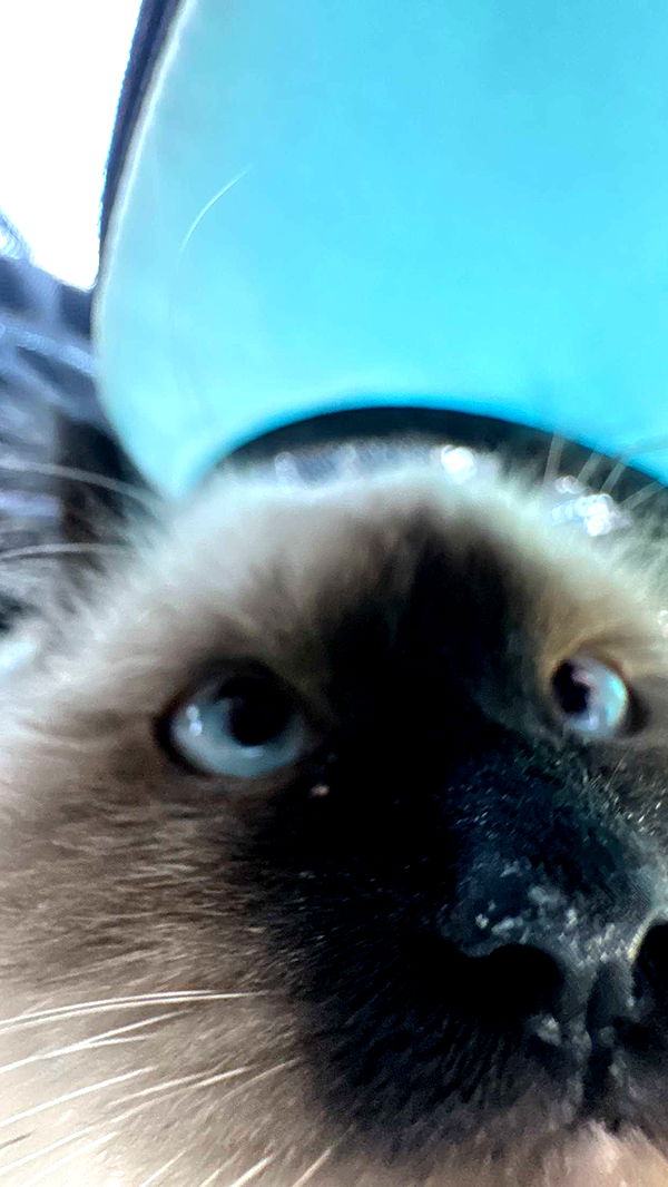 xxxtinacarmella image ~ Altpins