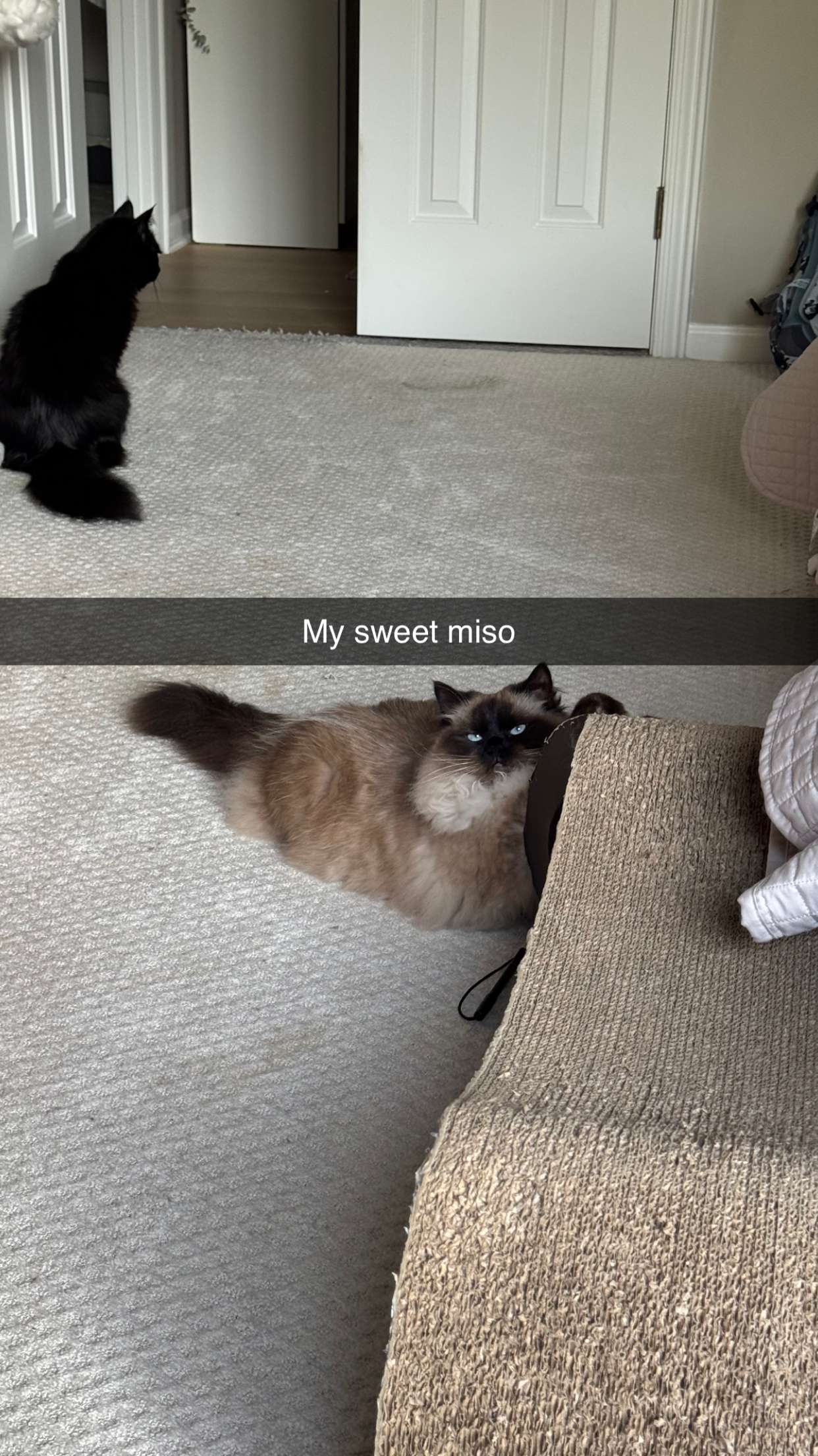 xxxtinacarmella snapchat image archive image