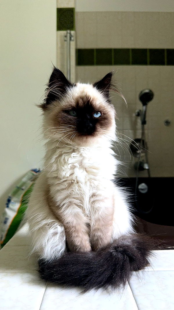 xxxtinacarmella image ~ Altpins