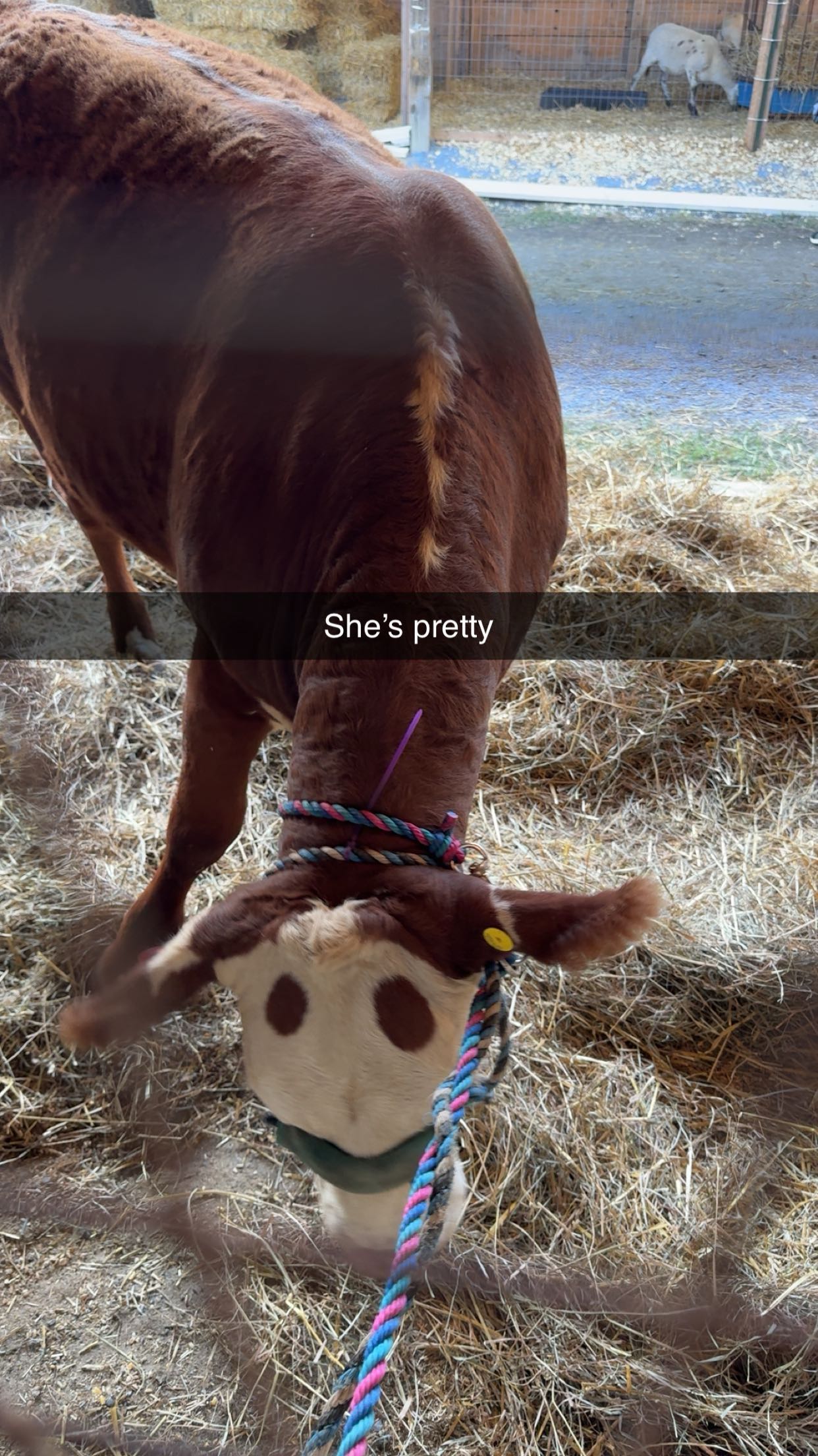 xxxtinacarmella snapchat image archive image