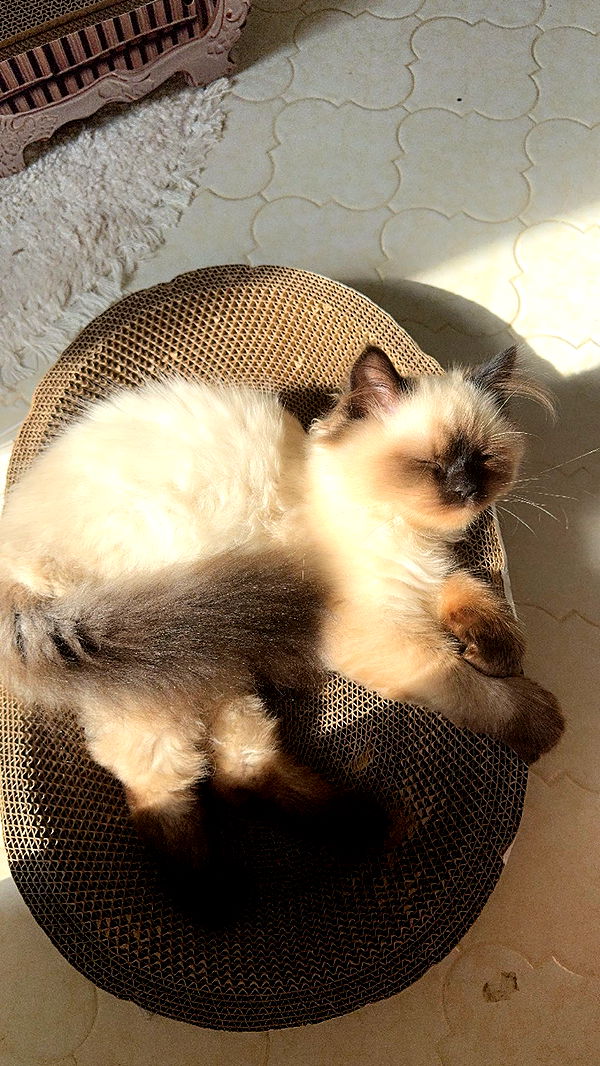 xxxtinacarmella image ~ Altpins