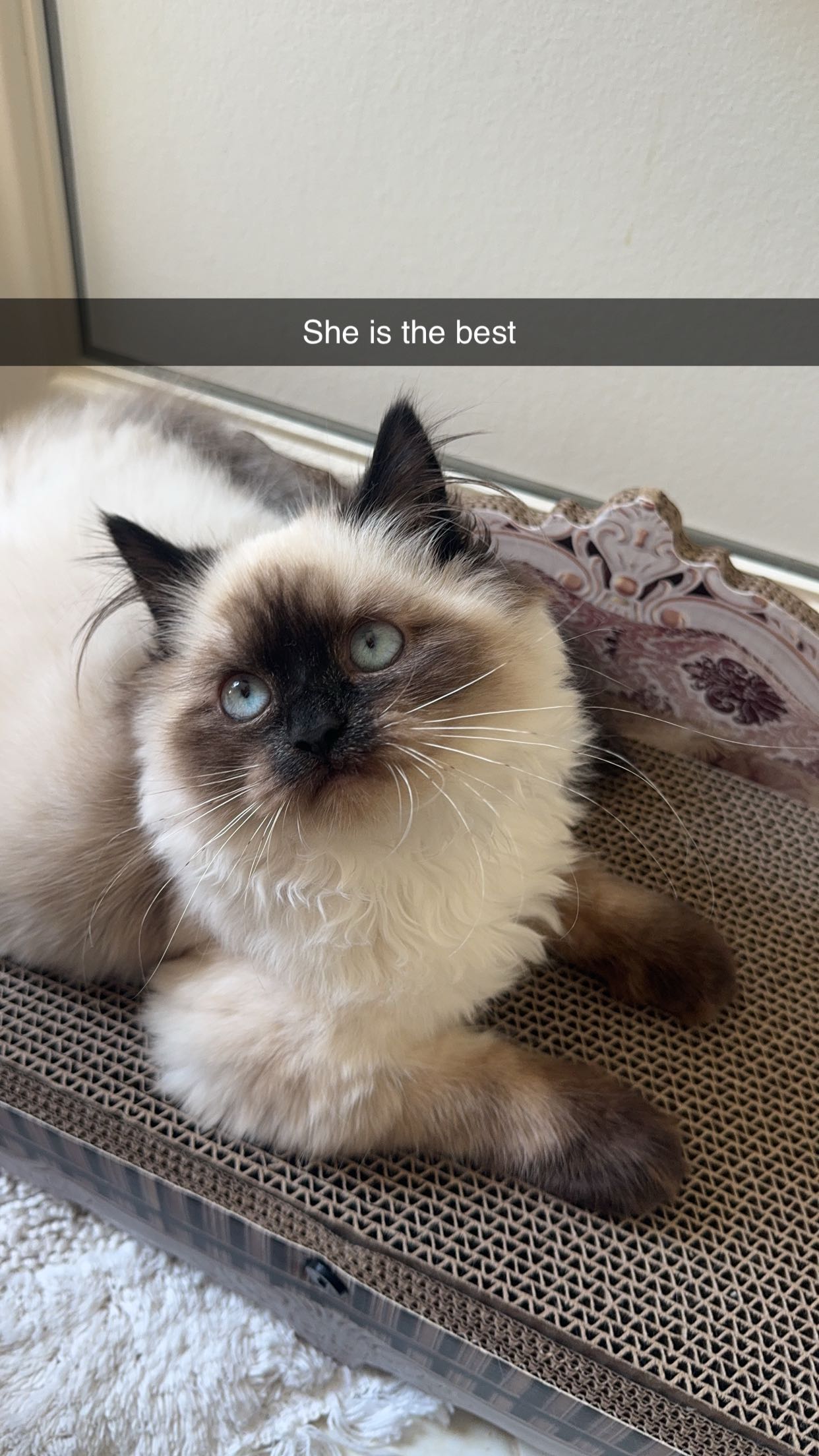 xxxtinacarmella snapchat image archive image