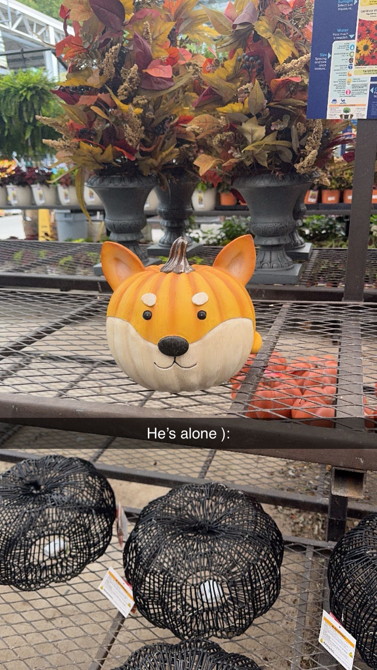 xxxtinacarmella snapchat image archive image