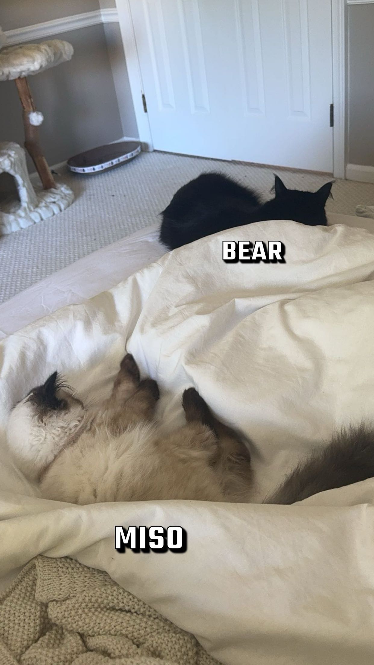 xxxtinacarmella snapchat image archive image