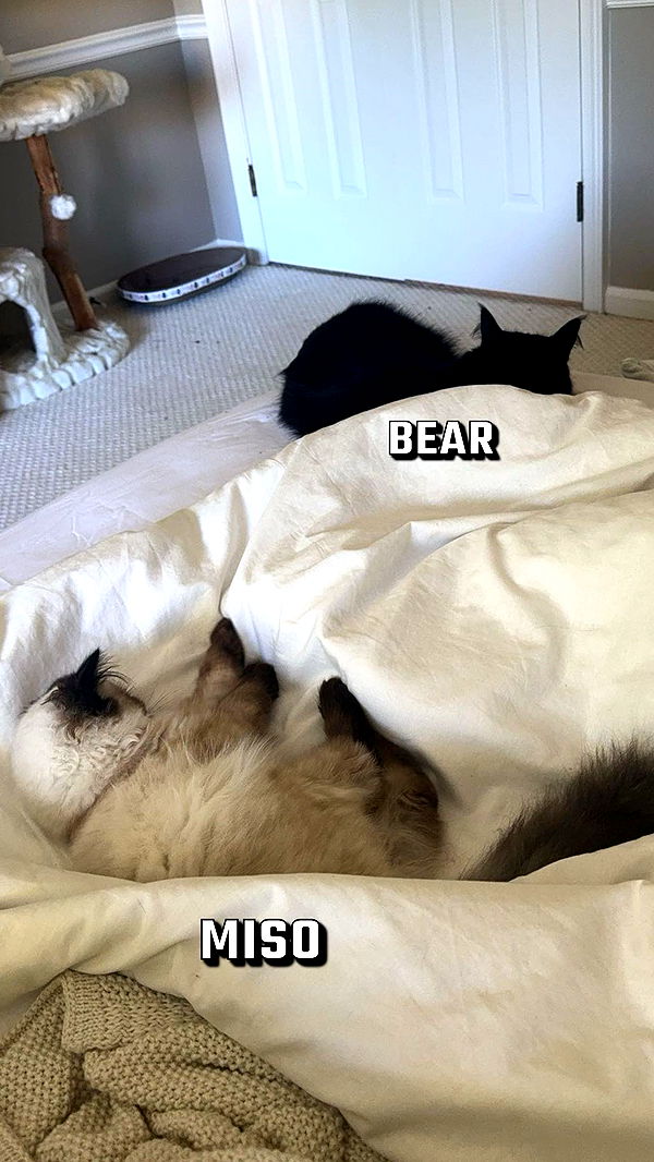 xxxtinacarmella image ~ Altpins