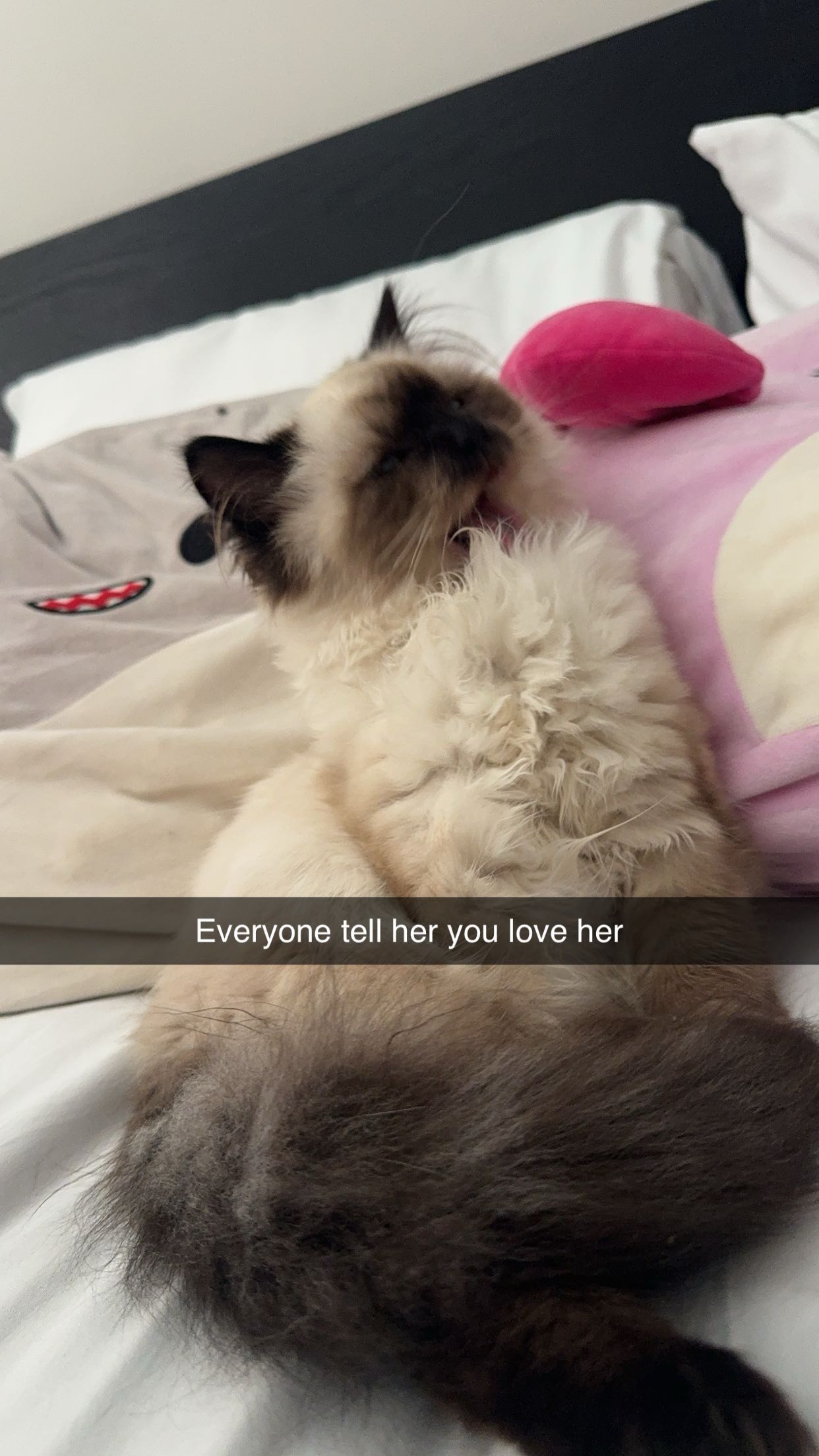 xxxtinacarmella snapchat image archive image