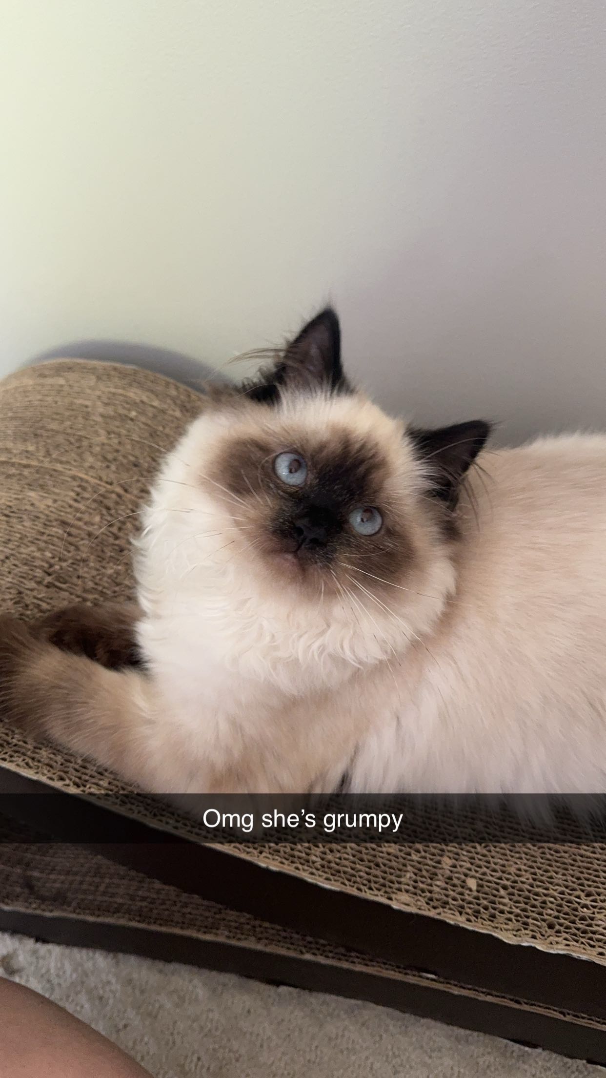 xxxtinacarmella snapchat image archive image