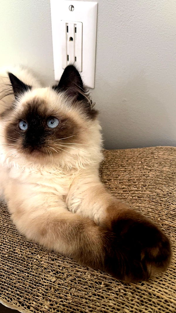 xxxtinacarmella image ~ Altpins