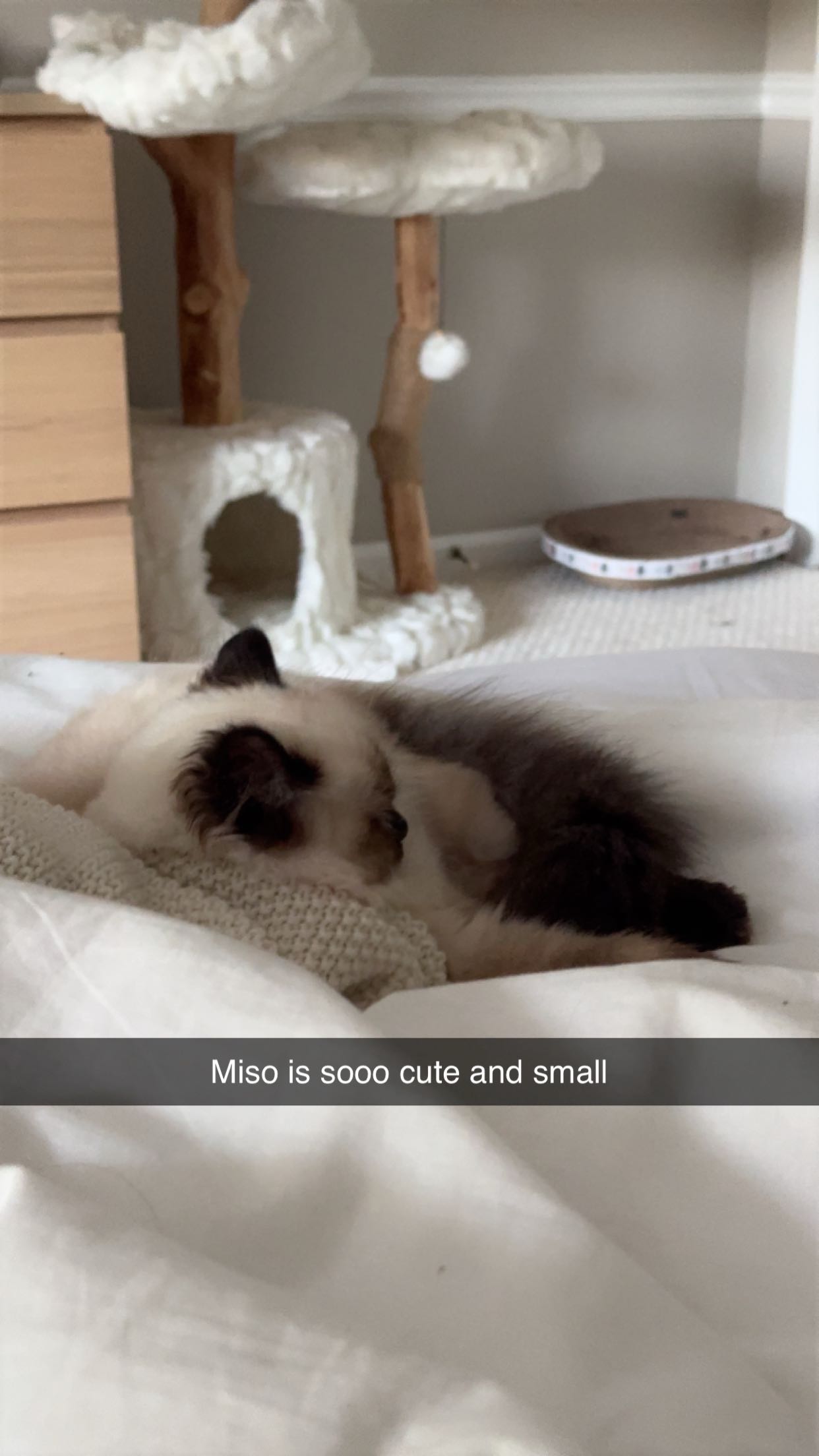 xxxtinacarmella snapchat image archive image