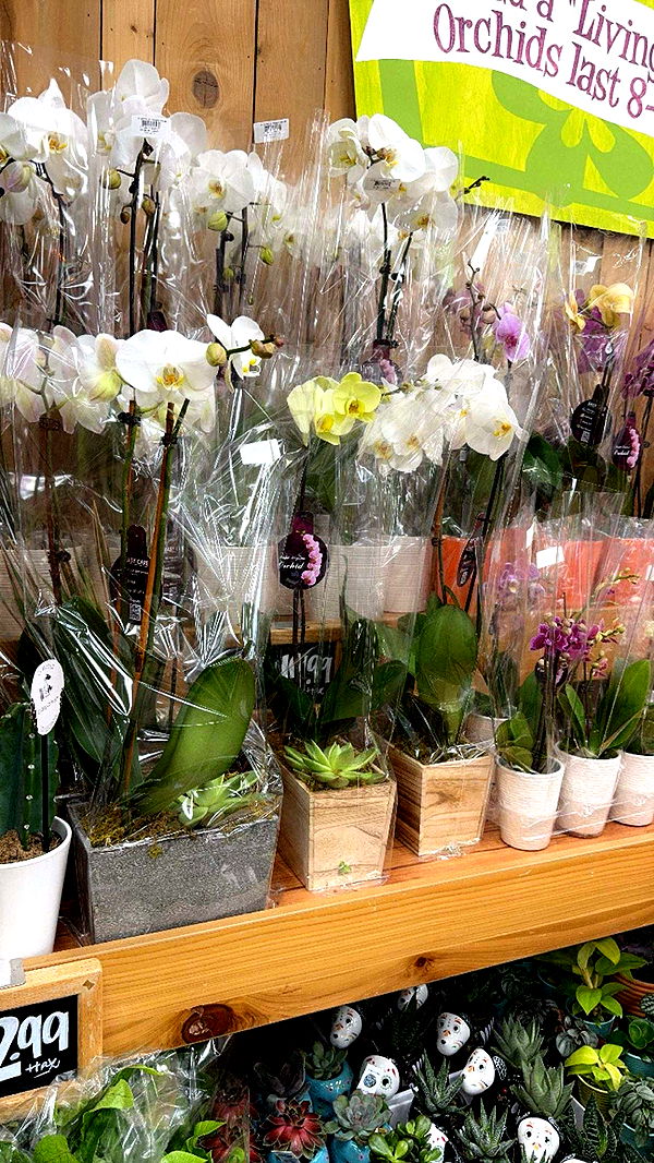 xxxtinacarmella image ~ Altpins