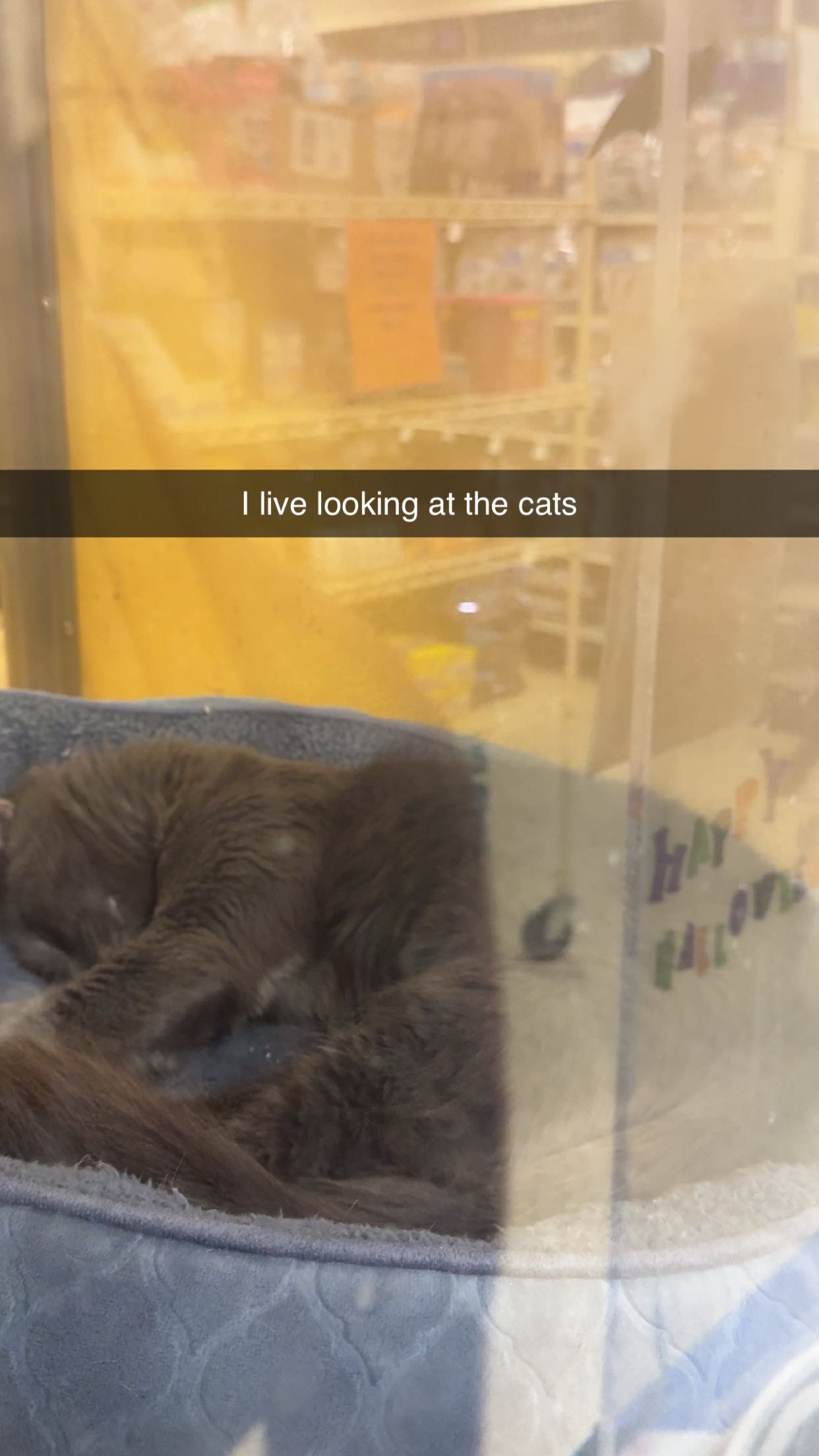 xxxtinacarmella snapchat image archive image