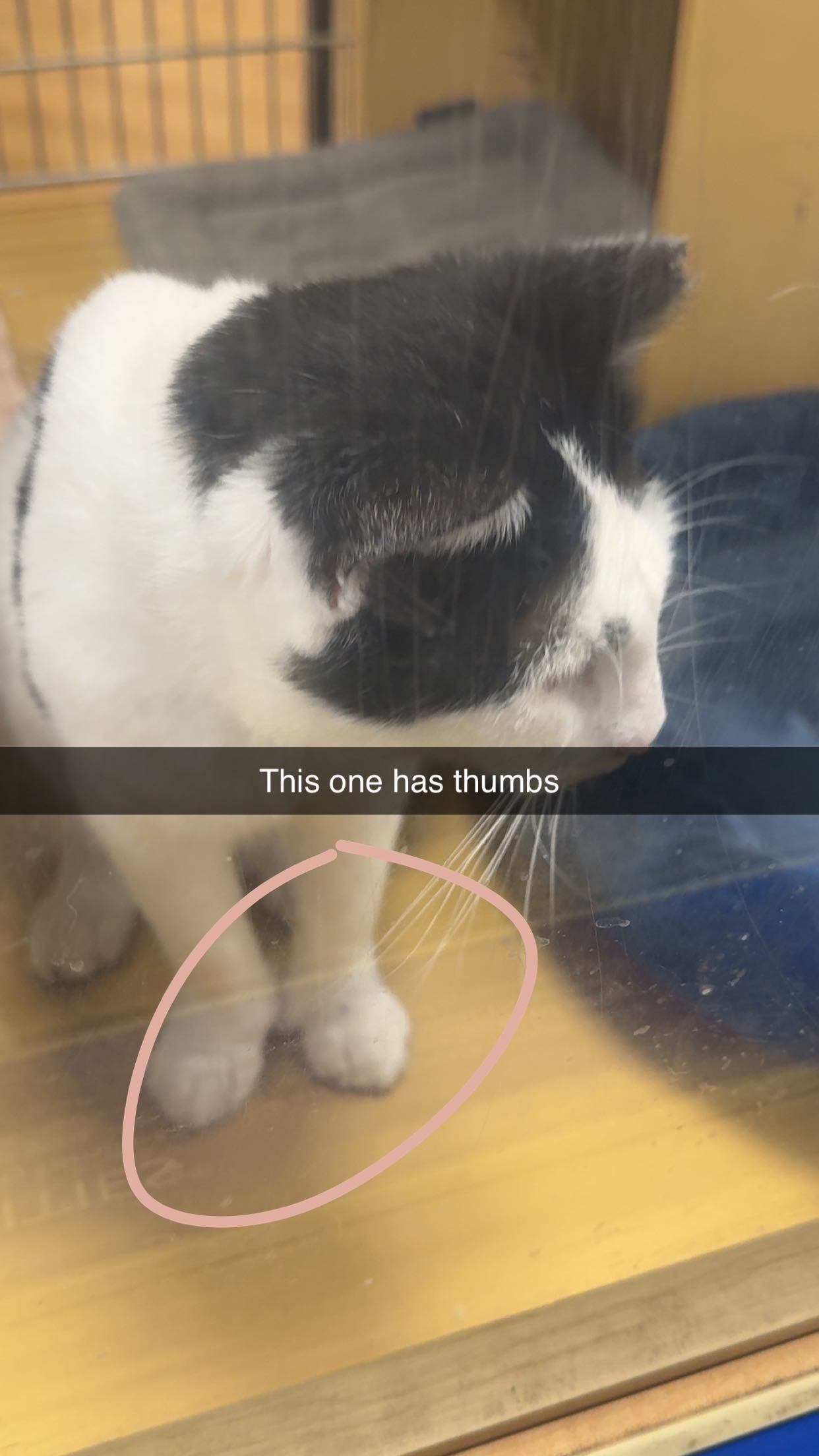 xxxtinacarmella snapchat image archive image