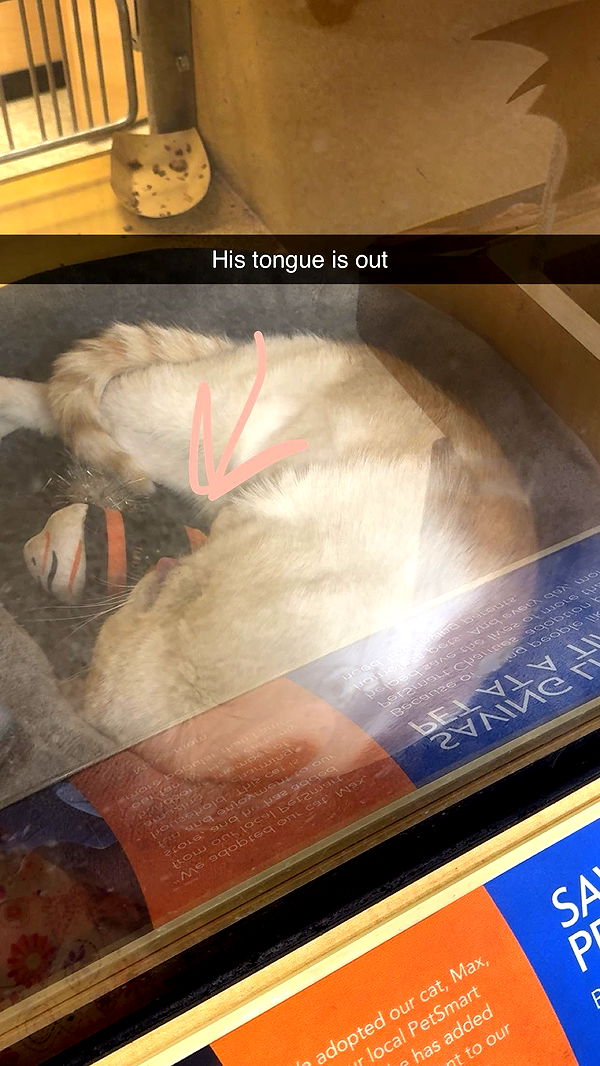 xxxtinacarmella image ~ Altpins