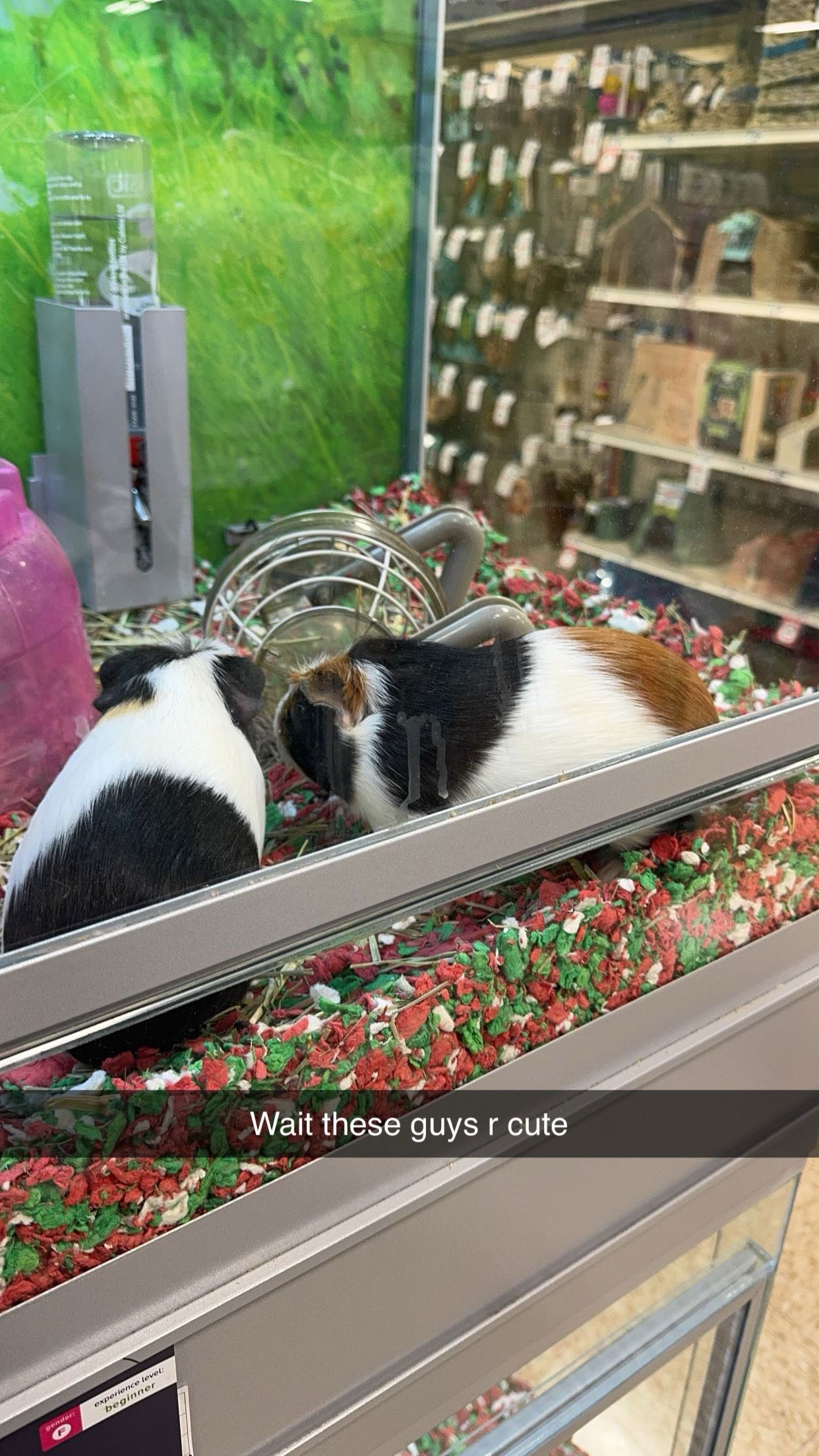 xxxtinacarmella snapchat image archive image