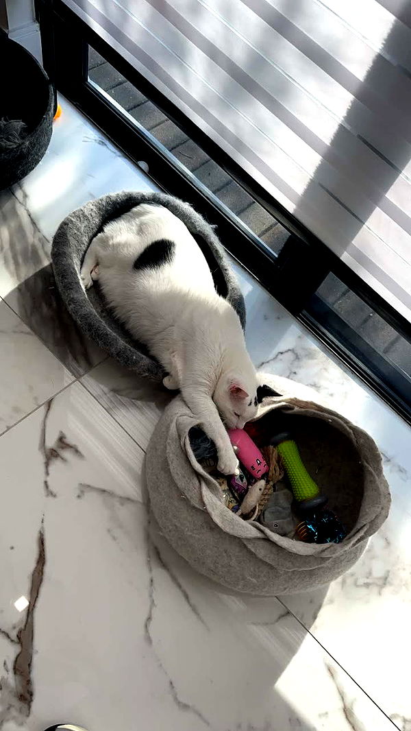 yaslenxoxo image ~ Altpins