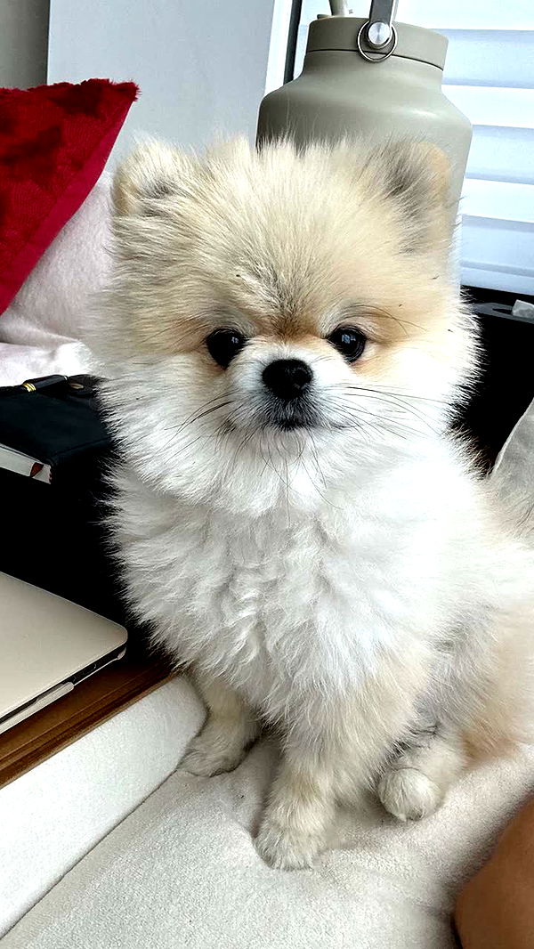 yaslenxoxo image ~ Altpins